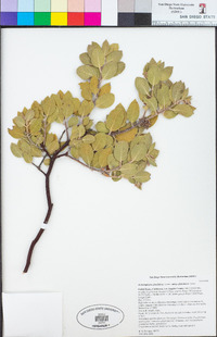 Arctostaphylos glandulosa image