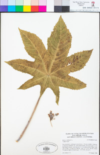 Ricinus communis image