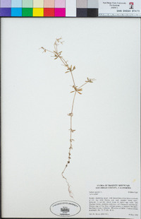 Galium aparine image