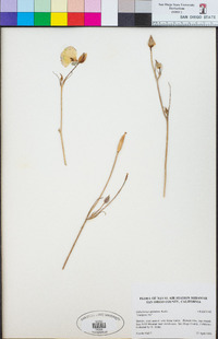 Calochortus splendens image