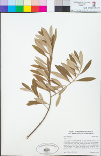 Olea europaea image