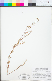 Clarkia delicata image