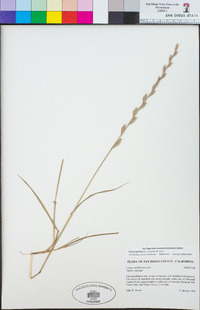 Festuca perennis image