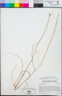 Festuca perennis image