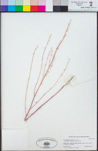 Chenopodium aureum image