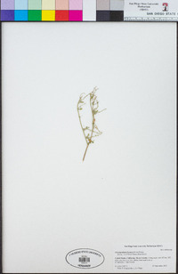 Chenopodium lineatum image