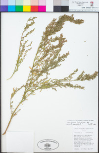 Chenopodium leptophyllum image