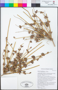 Ephedra californica image