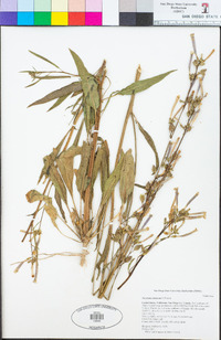 Nicotiana attenuata image