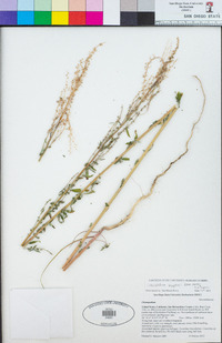 Chenopodium simpsonii image
