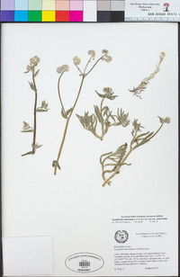 Cryptantha intermedia var. intermedia image