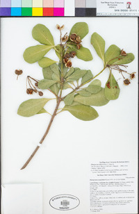 Pittosporum tobira image