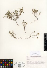 Eremocarya micrantha var. micrantha image