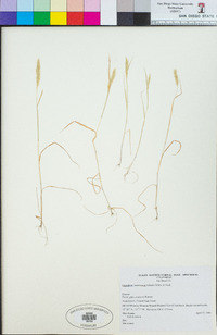 Gastridium phleoides image