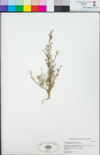 Chenopodium howellii image