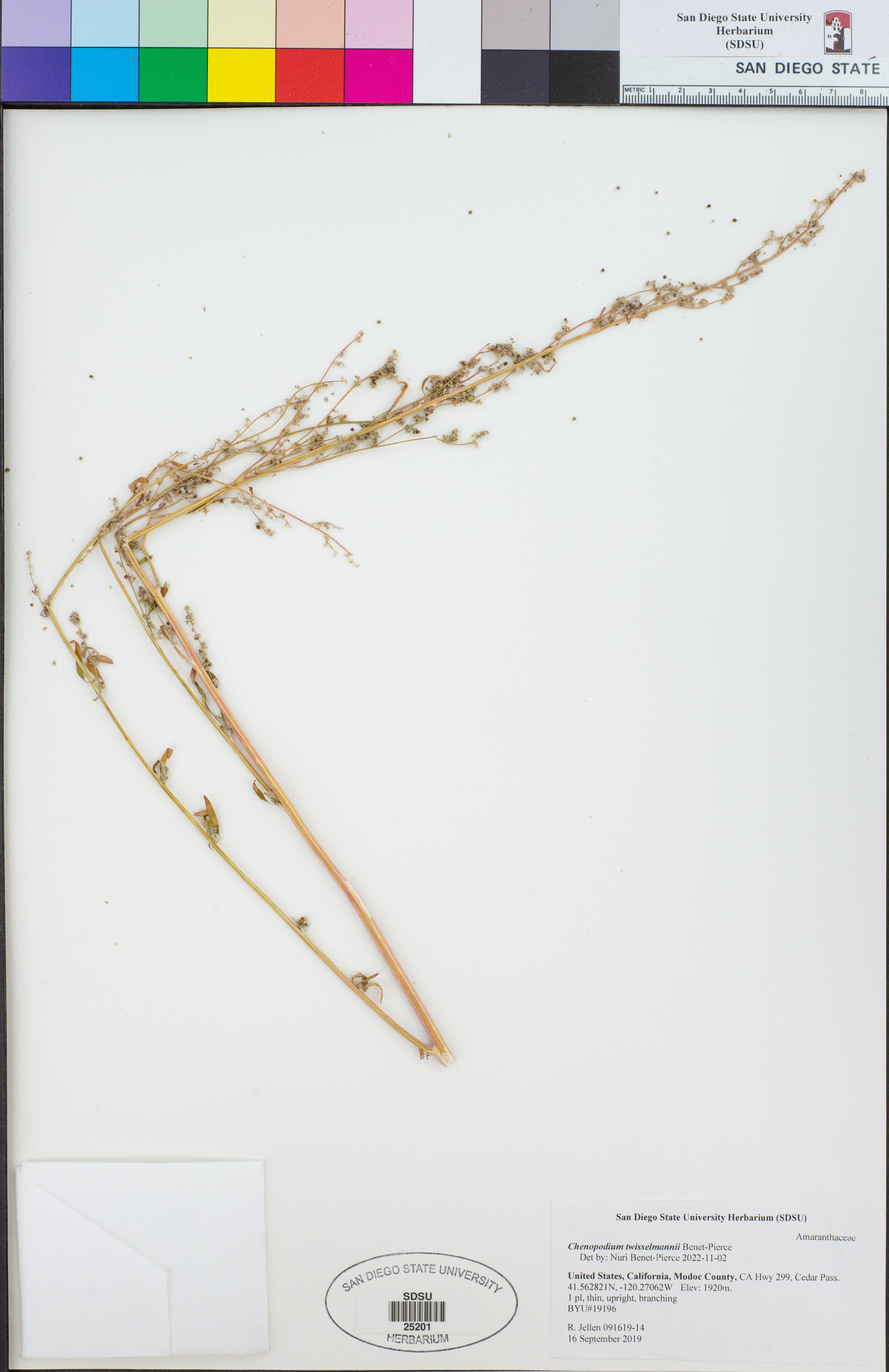 Chenopodium twisselmannii image