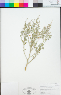 Chenopodium incanum var. elatum image