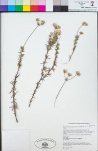 Eriogonum fasciculatum image