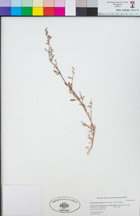 Chenopodium littoreum image