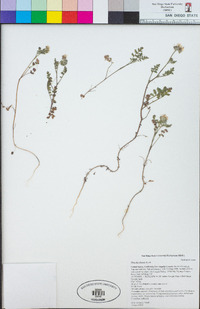 Phacelia distans image