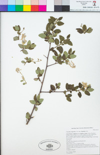 Ceanothus oliganthus image