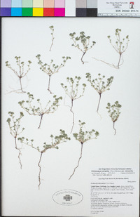 Eremocarya micrantha var. micrantha image