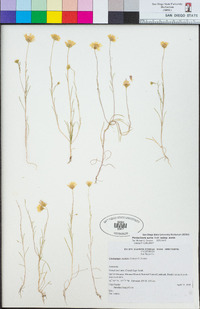 Pentachaeta aurea subsp. aurea image
