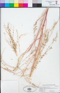 Chenopodium brandegeeae image