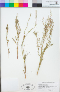 Chenopodium aureum image