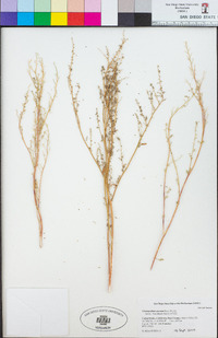 Chenopodium aureum image