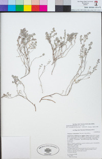 Euphorbia melanadenia image