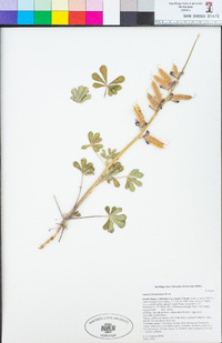 Lupinus hirsutissimus image