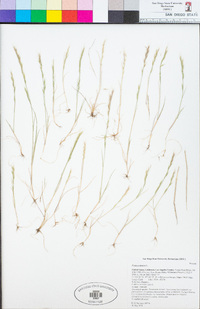 Festuca myuros image