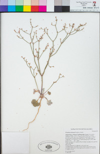 Eriogonum vimineum image