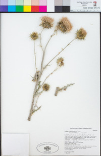 Cirsium occidentale image