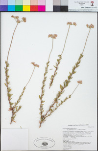 Eriogonum fasciculatum image