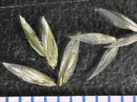 Poa fendleriana subsp. longiligula image