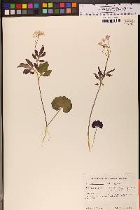 Cardamine californica image