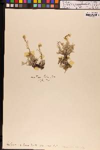 Antennaria rosea image
