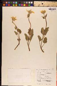 Arnica cordifolia image