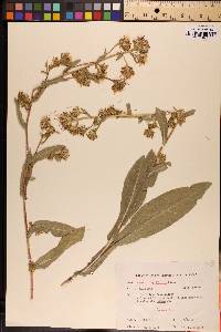 Eurybia integrifolia image