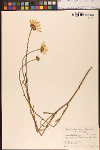 Leucanthemum vulgare subsp. vulgare image