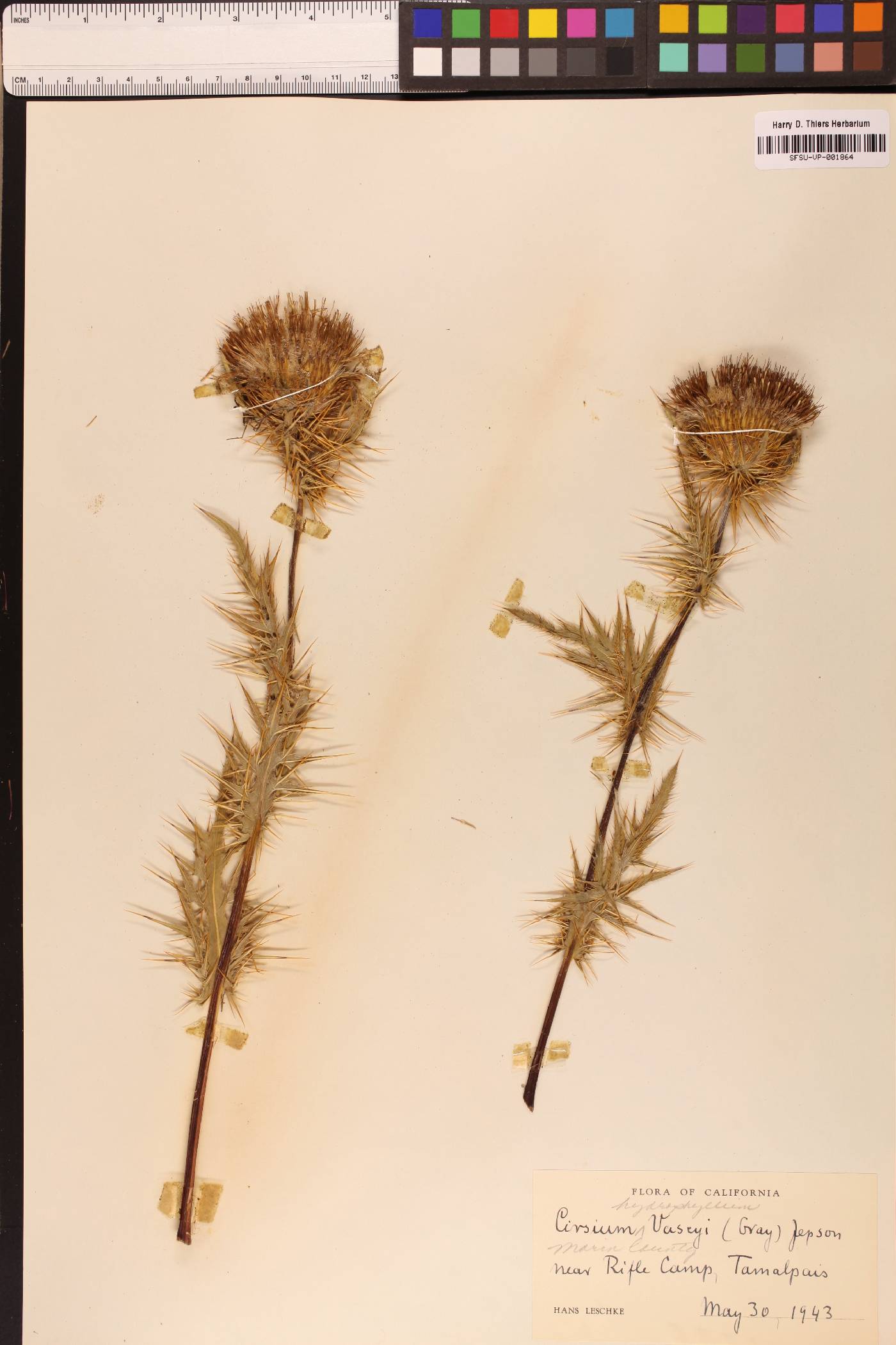 Cirsium hydrophilum image