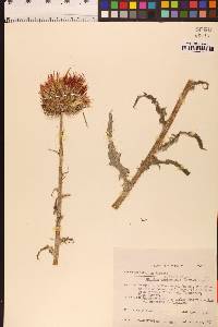 Cirsium occidentale var. venustum image