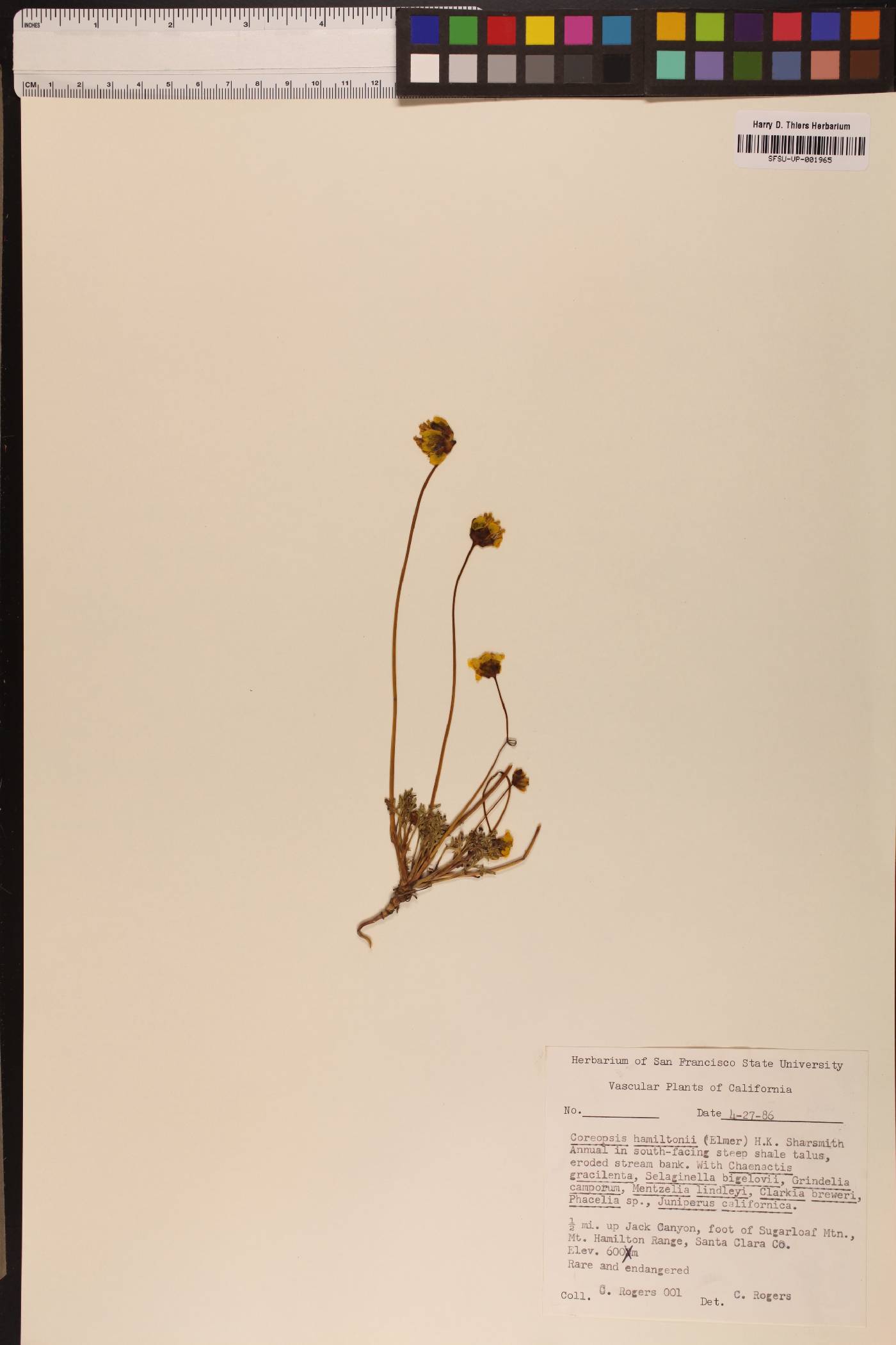 Leptosyne hamiltonii image