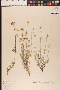 Eriophyllum confertiflorum image