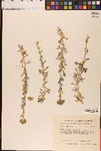 Eriophyllum confertiflorum image