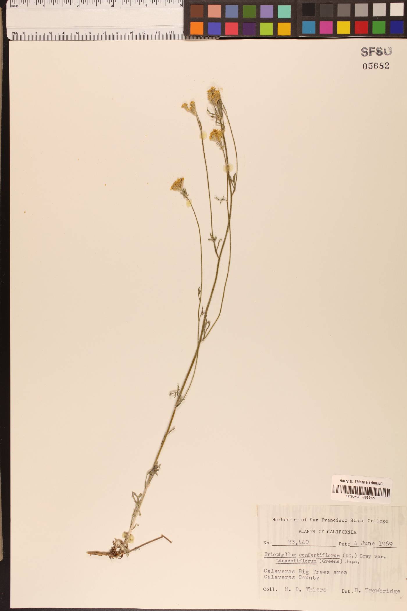 Eriophyllum confertiflorum var. tanacetiflorum image