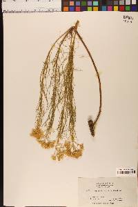 Ericameria arborescens image