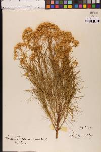 Ericameria arborescens image